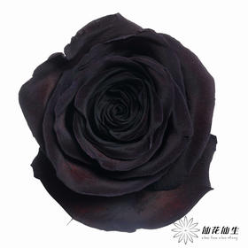 厄瓜多尔单头玫瑰 | 梅花紫水晶PLUM AMETHYST