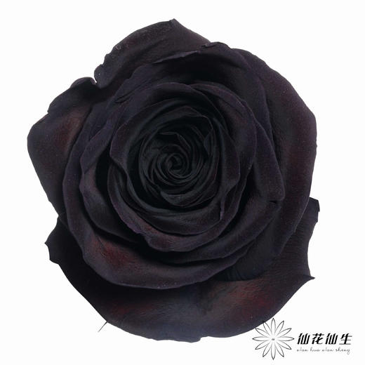 厄瓜多尔单头玫瑰 | 梅花紫水晶PLUM AMETHYST 商品图0