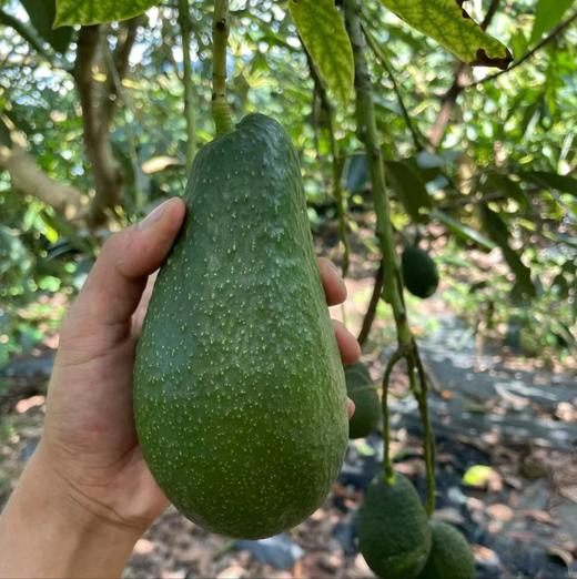 云南品克顿牛油果（一级大果） |水果 商品图0