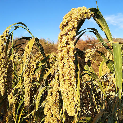 【2025新米】【金牌专用】【有机胚芽黄金苗2号小米】 【六星推荐】 原生态，内蒙黄金苗2号小米 ， 沙漠与草原交界处，原生态，保留胚芽营养【港澳台不售】 商品图4