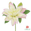 【重瓣百合】-荷塘月色 5枝/扎 商品缩略图2