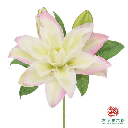 【重瓣百合】-荷塘月色 5枝/扎 商品图2