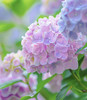 粉紫绣球（5月27日下午取花），粉紫绣球好看过分了呀！一枝原价29元，团购价21元/枝 商品缩略图3