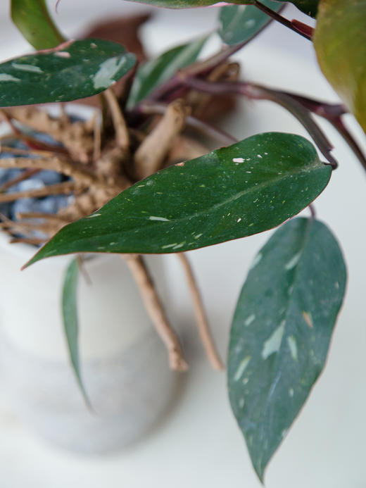 粉红女郎 商品图1