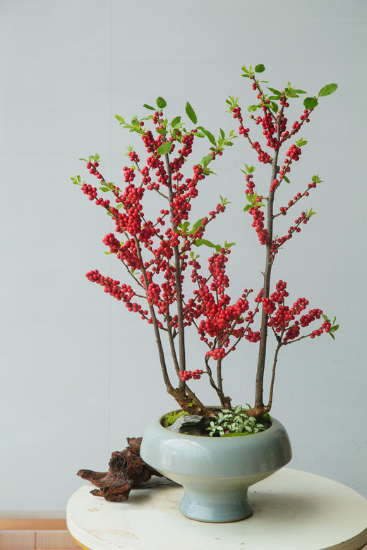 冬青-美斯特 商品图0