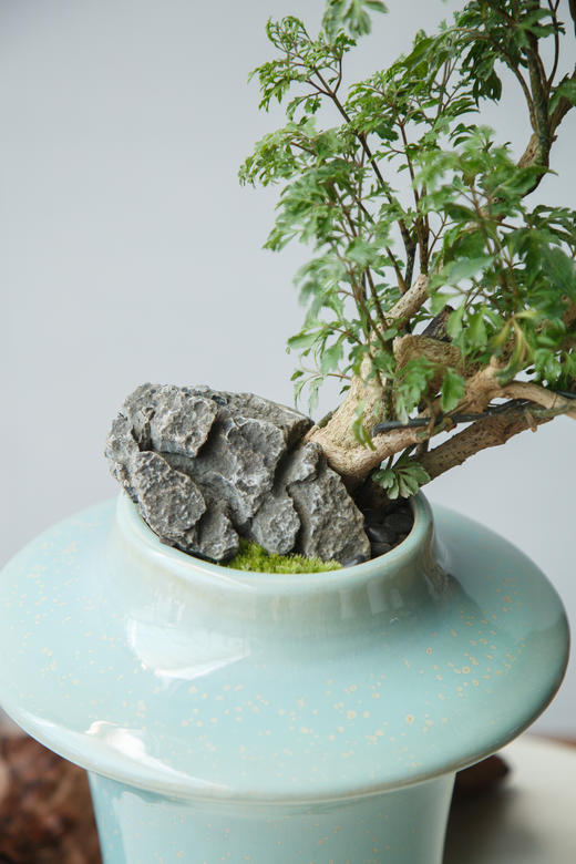 造型福禄桐 商品图1