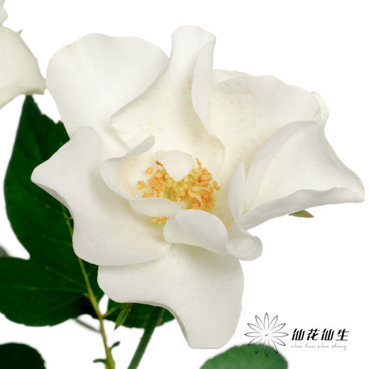 百利信多头玫瑰 | 婚纱 商品图3