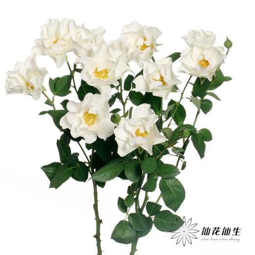 百利信多头玫瑰 | 婚纱 商品图2