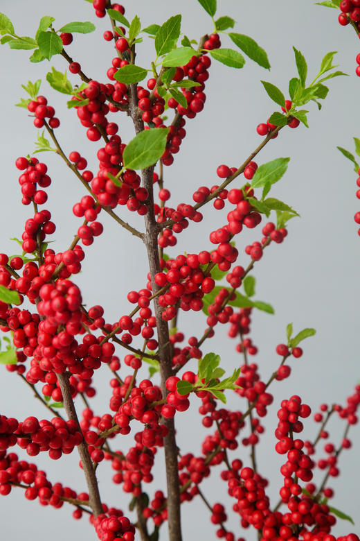 冬青-美斯特 商品图2