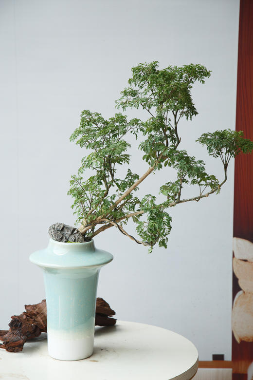 造型福禄桐 商品图0