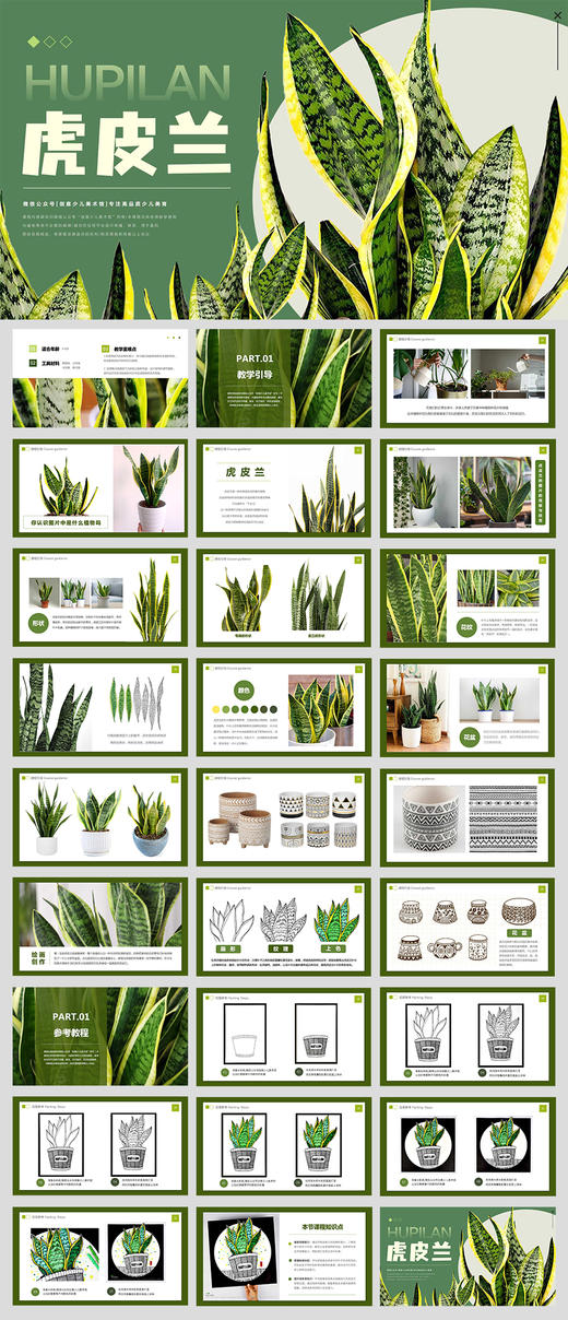 《虎皮兰》植物/写生/线描/自动发货：下单后，点击手机短信中收到的链接，即可获取文件下载的链接；如有任何问题，可添加客服微信hm33268获得帮助。 商品图2