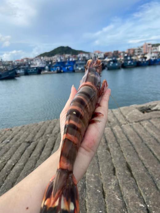 【渔船海捕】特大红爪虾 巨无霸大虾鲜虾 单只3~8两 顺丰包邮活冻 商品图1