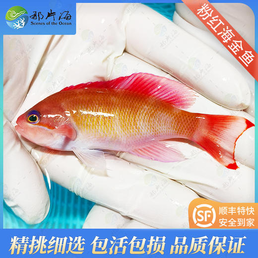 粉红宝石Pseudanthias hypselosoma 商品图1