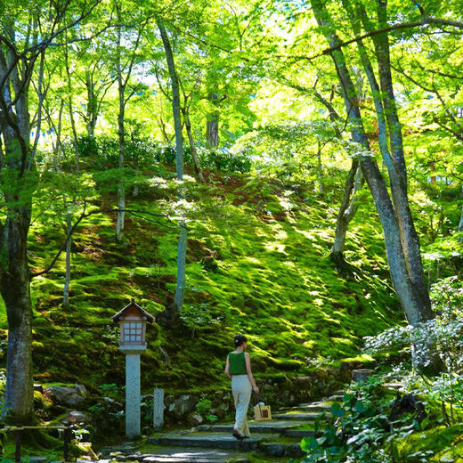 【日本】京都+大阪+奈良 5天4晚 沉浸在关西三古都的高雅氛围之中（2-10人小团·一家一团） 商品图4