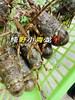 海捕青龙虾【礼盒装 】，一人吃一只超级爽！媲美大花龙的品质{爆肉、肥美}活冻 商品缩略图4