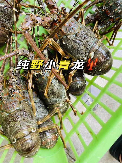 海捕青龙虾【礼盒装 】，一人吃一只超级爽！媲美大花龙的品质{爆肉、肥美}活冻 商品图4