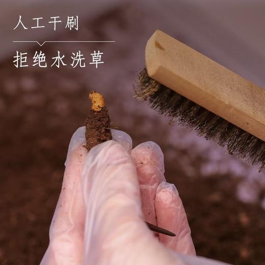 鲜虫草 商品图2