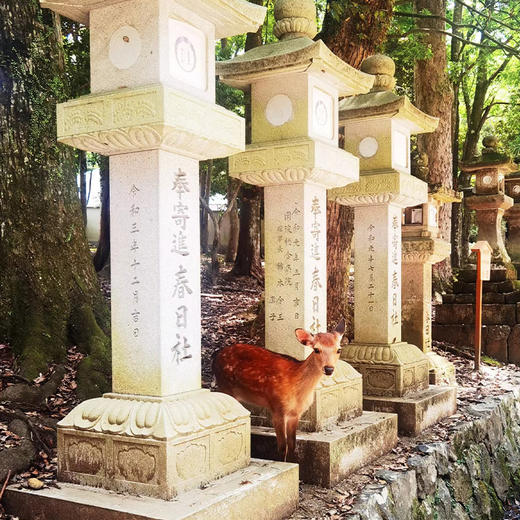 【日本】京都+大阪+奈良 5天4晚 沉浸在关西三古都的高雅氛围之中（2-10人小团·一家一团） 商品图7