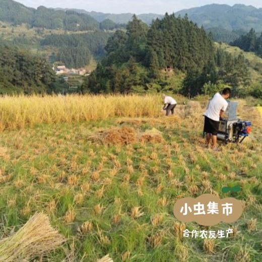 【2025秋收新米】生态小麻红米 500g/袋 | 合作农友生产，产自贵州黎平洋洞村，生产者:杨邦荣 &【公平贸易农人定价】 商品图7
