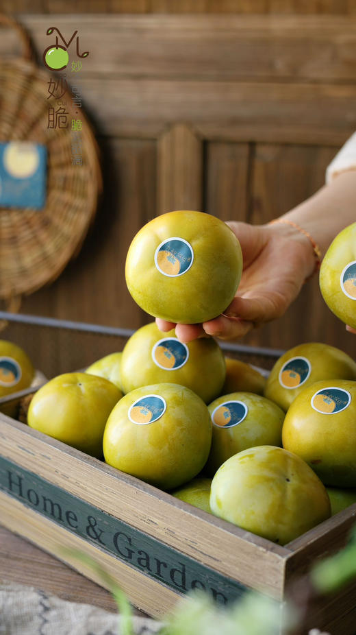 ✈️顺丰包邮到家妙脆太秋柿！太秋柿果肉细腻像梨像苹果又像哈密瓜，绿色认证独特柿子风味，脆嫩多汁又爽甜口感绝，一个青皮柿子，糖度能到25+ 简直惊掉下巴，而且越放越甜 优点数不完~！4斤/箱，约15个 商品图2