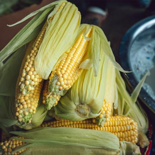 物元农场黄糯玉米：Q弹糯饱满，香，微甜，推荐，一根220克*8根每箱 商品图3