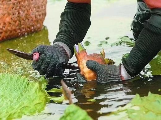 苏州的鸡头米是顶尖儿的，而苏州又要数城南黄天荡出产的尤佳！每年上市季，沿街剥鸡头米是葑门一道独特风景。精选的又是特级大果，真空密封冷鲜包装，颗颗珍珠般洁白浑圆，生吃都甜甜的，煮熟了软糯Q弹，绵香悠长～ 商品图1