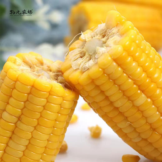 物元农场黄糯玉米：Q弹糯饱满，香，微甜，推荐，一根220克*8根每箱 商品图2