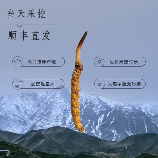 鲜虫草 商品图1