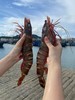 【渔船海捕】特大红爪虾 巨无霸大虾鲜虾 单只3~8两 顺丰包邮活冻 商品缩略图2