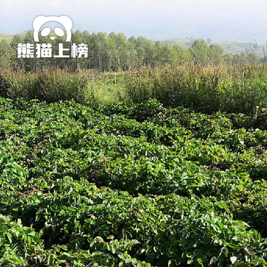 张老黑黑土豆｜烧烤食材 产地直供 健康轻食 新鲜蔬菜 2.5kg 商品图1