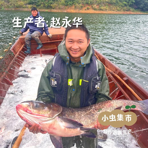 有机野放淡水鱼（桂鱼） | 合作农友生产，产自云南弥勒雨补水库，生产者：赵永华 *【公平贸易农人定价】 商品图5