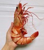 【渔船海捕】特大红爪虾 巨无霸大虾鲜虾 单只3~8两 顺丰包邮活冻 商品缩略图3