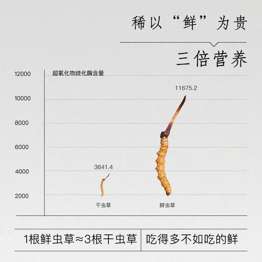 鲜虫草 商品图3