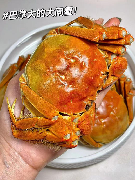 📣【活蟹现货🦀生鲜精选】💥2两母8只装仅需218💰【蟹太太🦀礼盒💝】来袭！巨划算❗秋天最销魂的一口已经到来，一线明星黄晓明倾情代言🏅✅蟹太太大闸蟹，蟹香四溢，膏黄诱人 商品图2