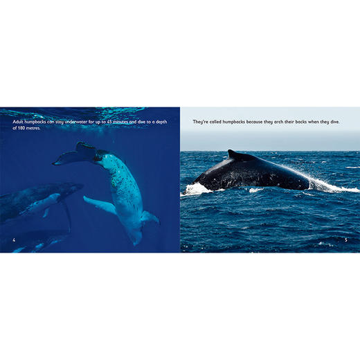 大猫英语分级阅读八级组套(含八级1.2.3)(适合小学五.六年级)(全23册) 商品图4