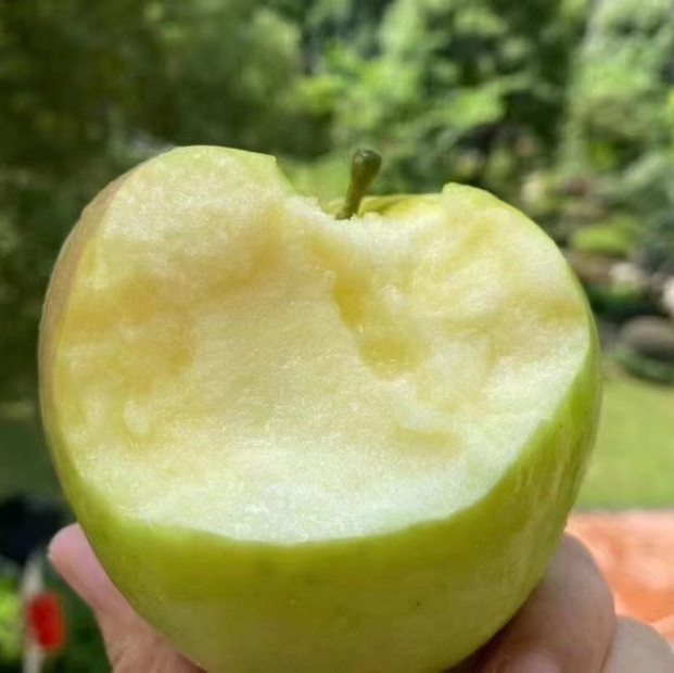 青森水蜜桃苹果
颜色华丽，号称苹果中的贵妇！纯甜无酸的口感、酥脆多汁的果肉，不负秋季好“食”光！