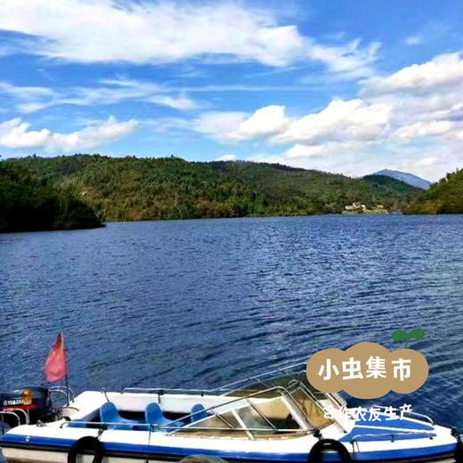 有机野放淡水鱼（桂鱼） | 合作农友生产，产自云南弥勒雨补水库，生产者：赵永华 *【公平贸易农人定价】 商品图7