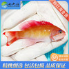 粉红宝石Pseudanthias hypselosoma 商品缩略图0