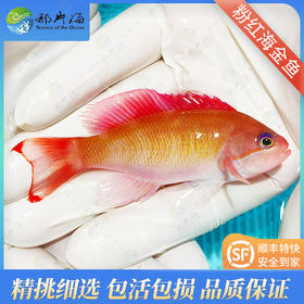 粉红宝石Pseudanthias hypselosoma