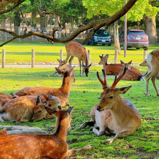 【日本】京都+大阪+奈良 5天4晚 沉浸在关西三古都的高雅氛围之中（2-10人小团·一家一团） 商品图5