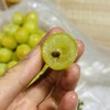 真用心种 阳光玫瑰葡萄 临猗 青葡萄，有籽，纯甜 商品缩略图2