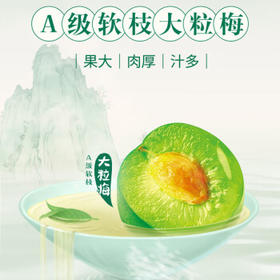 统一 青梅绿茶 500毫升 15瓶 整箱新老包装交替发货