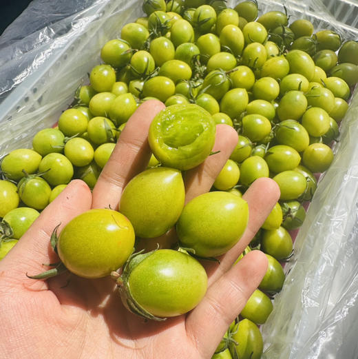 青甜小番茄 商品图5