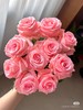 玫瑰 戴安娜 商品缩略图0