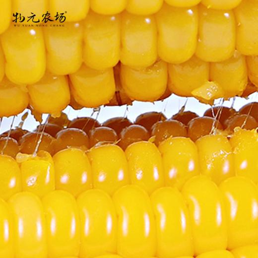 物元农场黄糯玉米：Q弹糯饱满，香，微甜，推荐，一根220克*8根每箱 商品图4