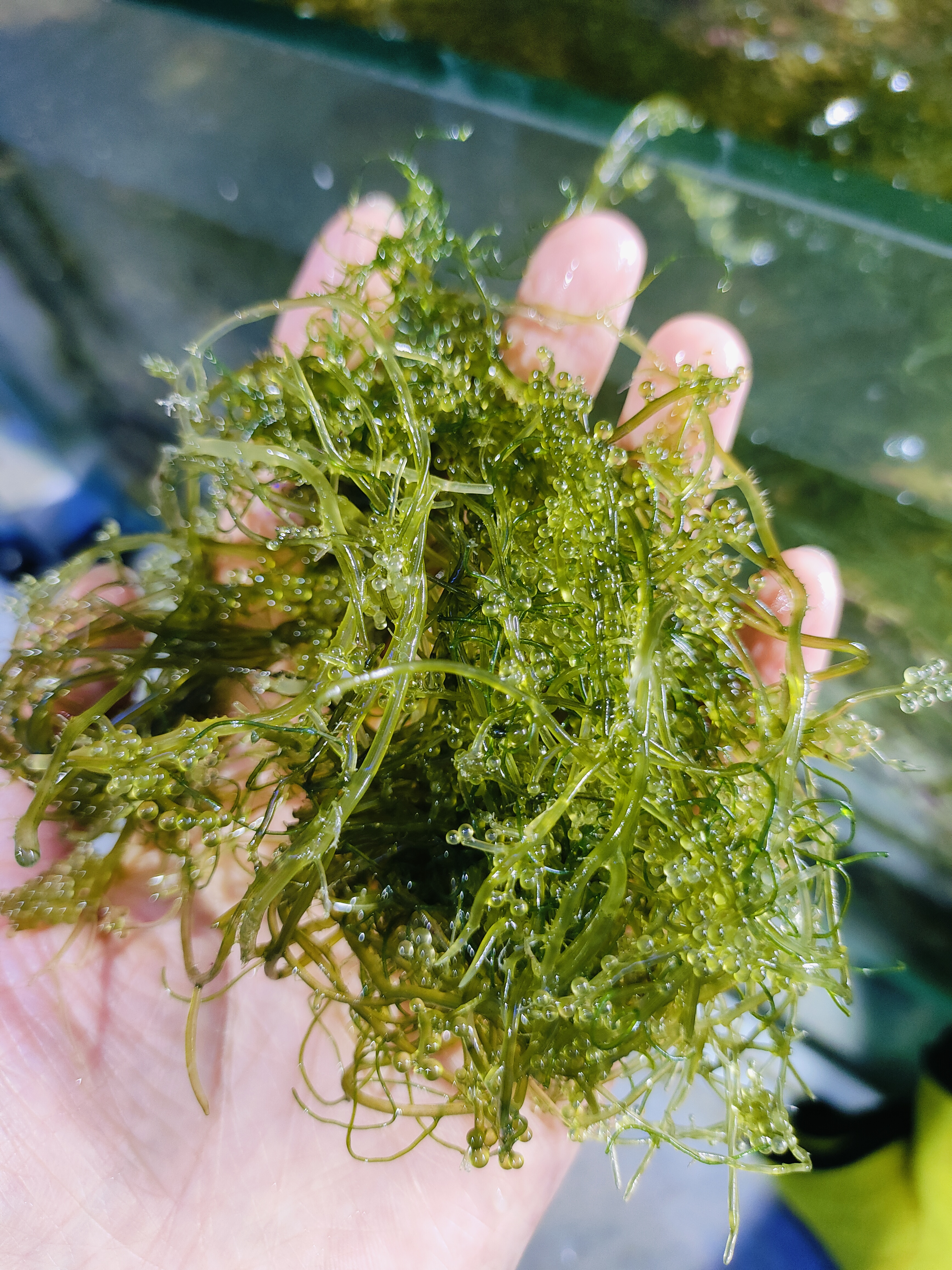 海藻