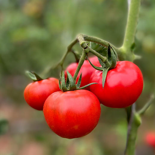 喀什红新疆水果番茄 西红柿 商品图3