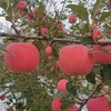 洛川苹果  80mm果 商品缩略图2