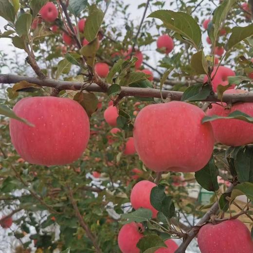 洛川苹果  80mm果 商品图2