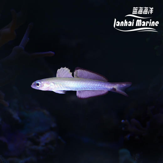 喷射机 商品图0